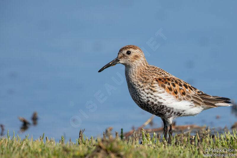 Dunlin