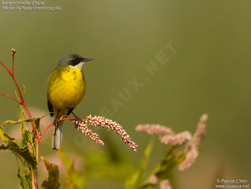 Western Yellow Wagtail (cinereocapilla)