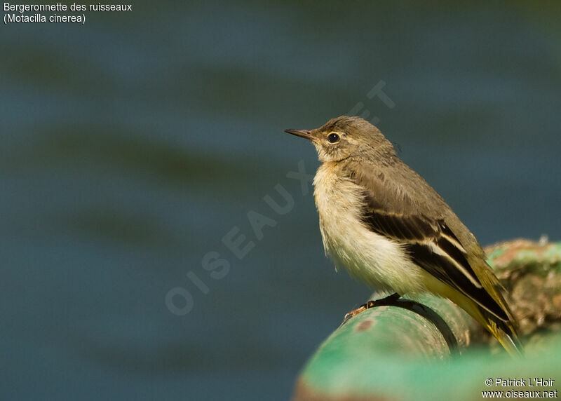 Grey Wagtail