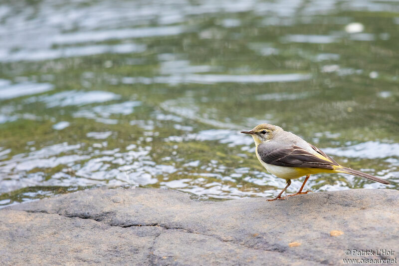 Bergeronnette des ruisseaux