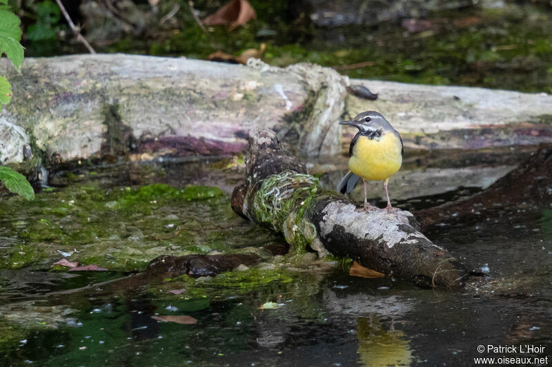 Bergeronnette des ruisseaux