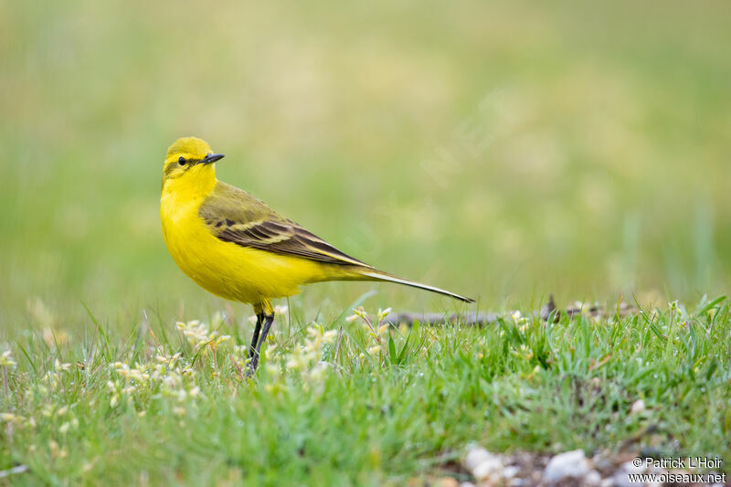 Western Yellow Wagtail (flavissima)