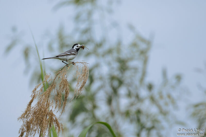 White Wagtail