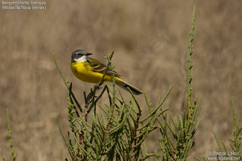 Western Yellow Wagtail (iberiae)