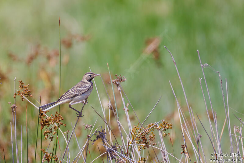 Western Yellow Wagtailjuvenile