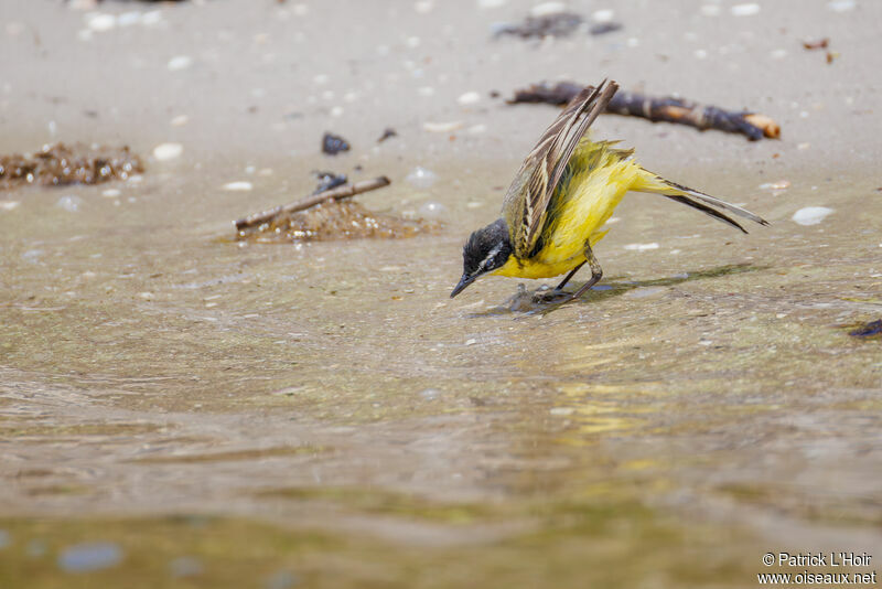 Western Yellow Wagtail