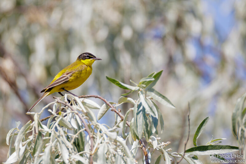 Western Yellow Wagtail