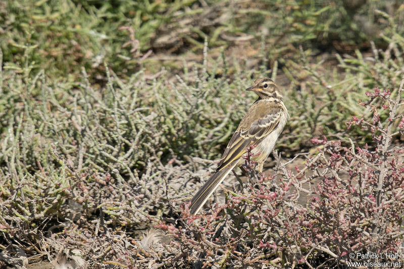 Western Yellow Wagtailjuvenile