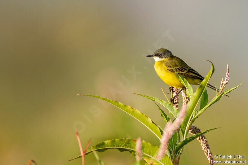 Western Yellow Wagtail