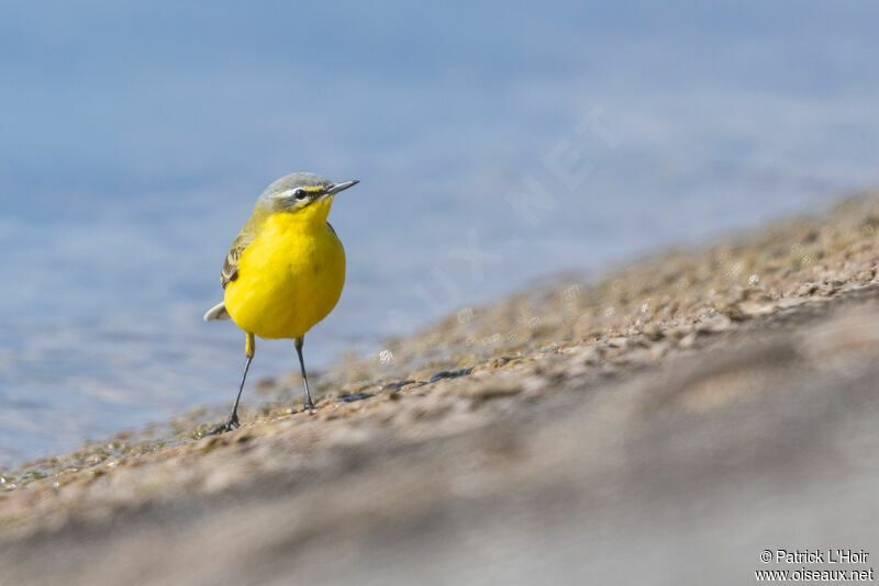 Western Yellow Wagtail