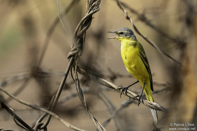 Western Yellow Wagtailadult post breeding