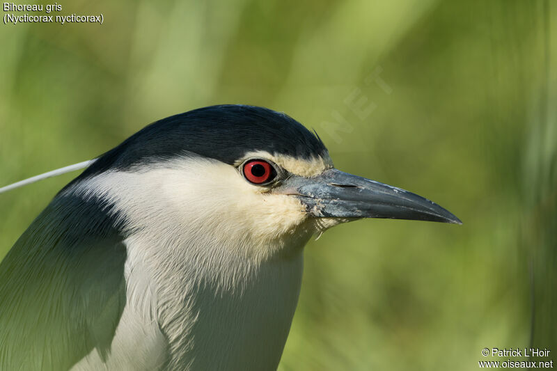 Black-crowned Night Heron