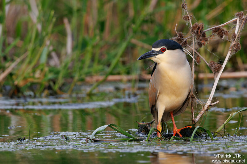 Black-crowned Night Heron