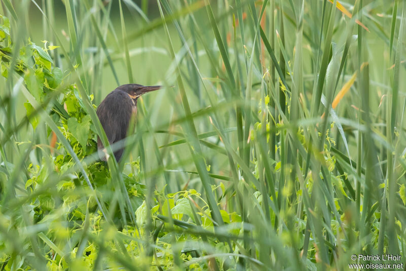 Black Bittern