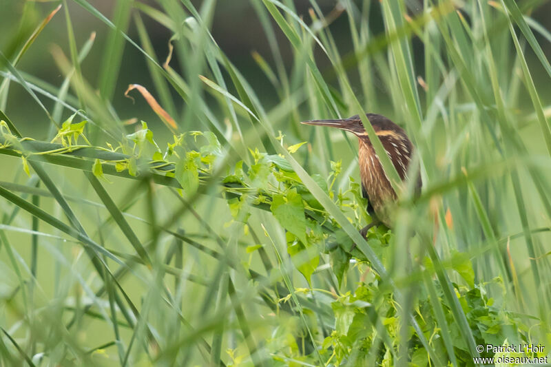 Black Bittern