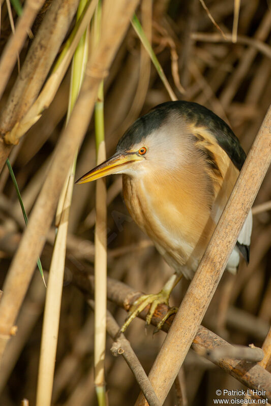 Little Bittern male adult