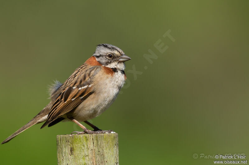 Rufous-collared Sparrow