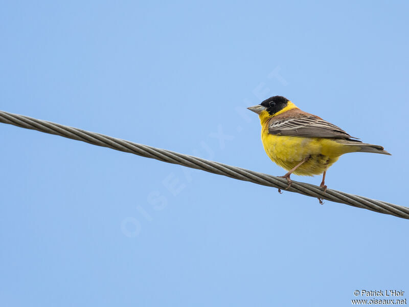 Black-headed Bunting