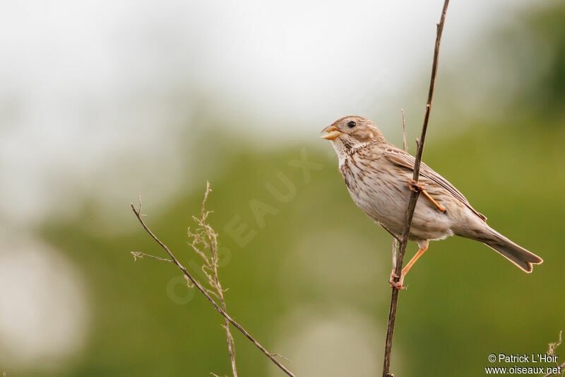 Corn Bunting