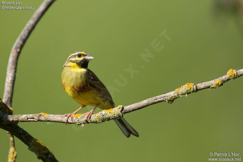 Cirl Bunting