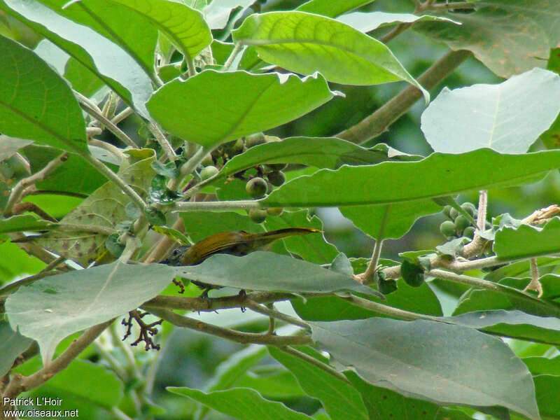 Shelley's Greenbul