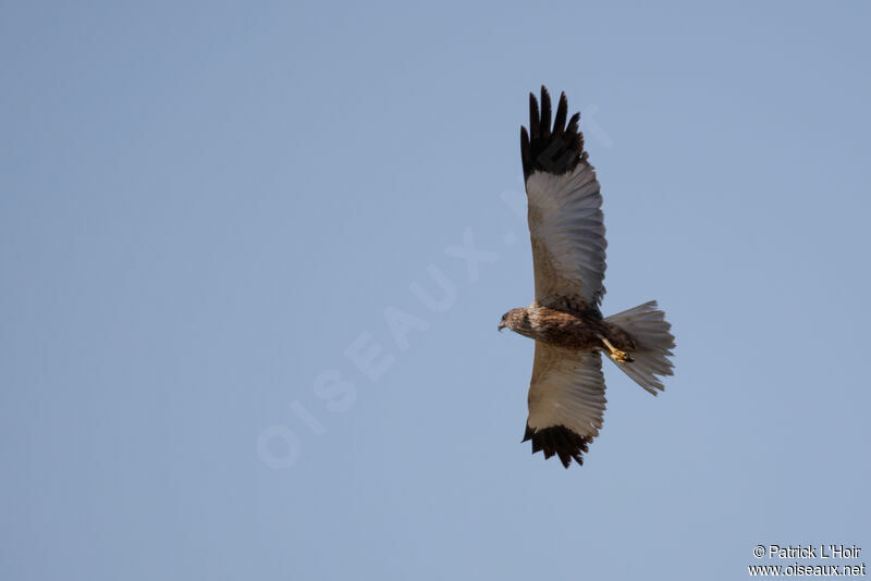 Western Marsh Harrier male adult