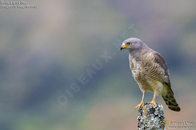 Roadside Hawk