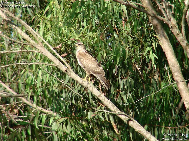 Common Buzzard (vulpinus)