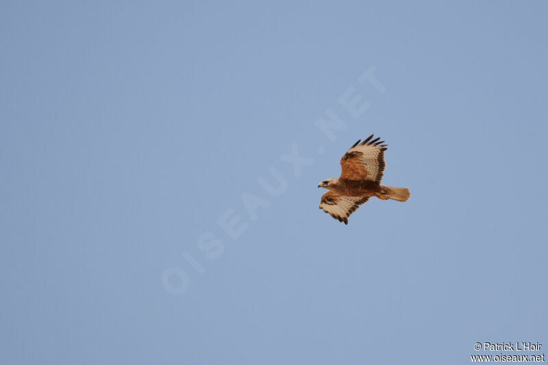 Long-legged Buzzard