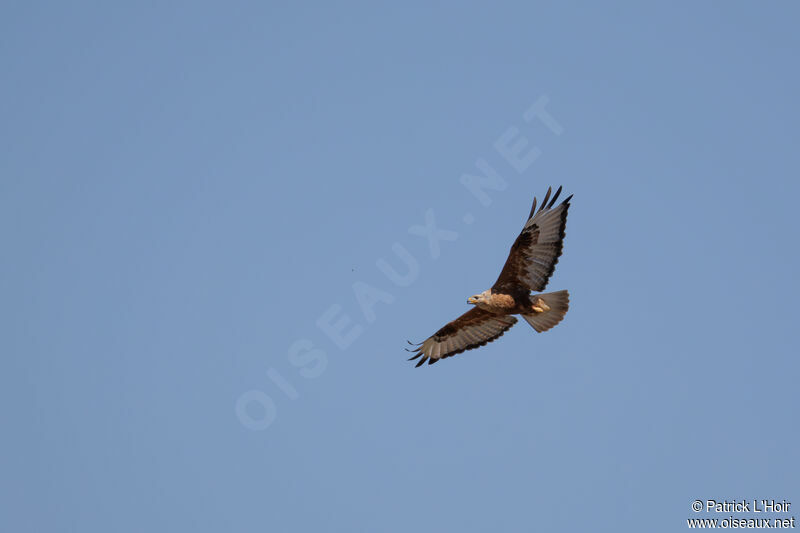 Long-legged Buzzard