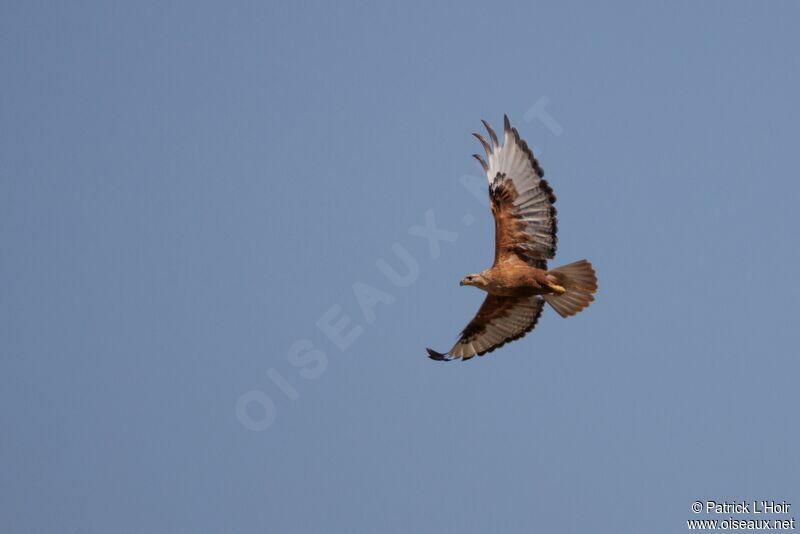 Long-legged Buzzard