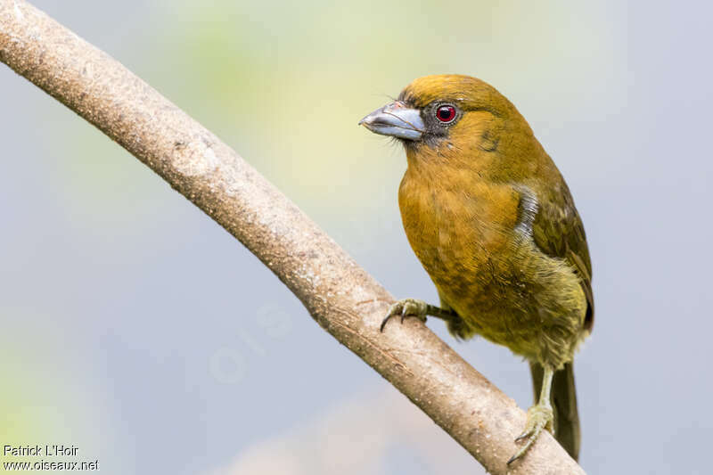 Cabézon de Frantziusadulte, identification