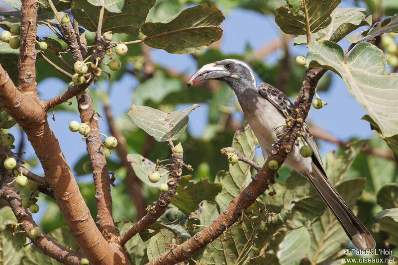 African Grey Hornbill