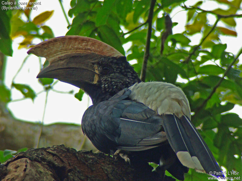 Silvery-cheeked Hornbill