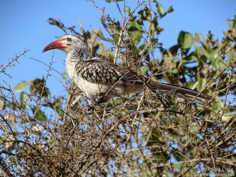 Southern Red-billed Hornbill