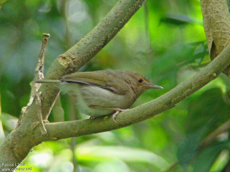 Camaroptère à dos vertadulte, identification