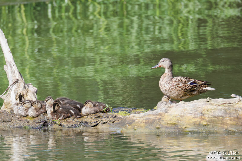 Canard colvert