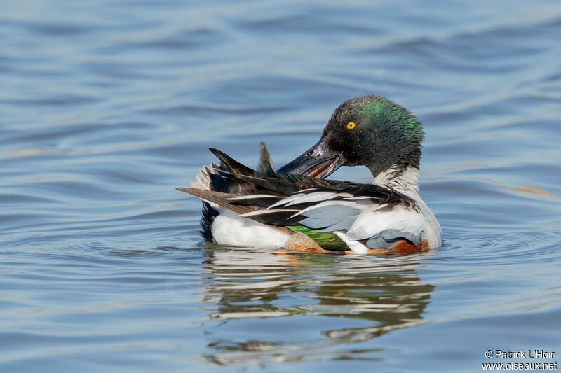 Canard souchet mâle adulte