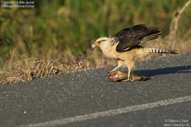 Yellow-headed Caracara