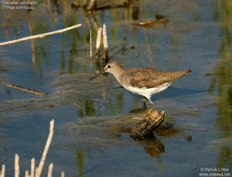 Green Sandpiperadult