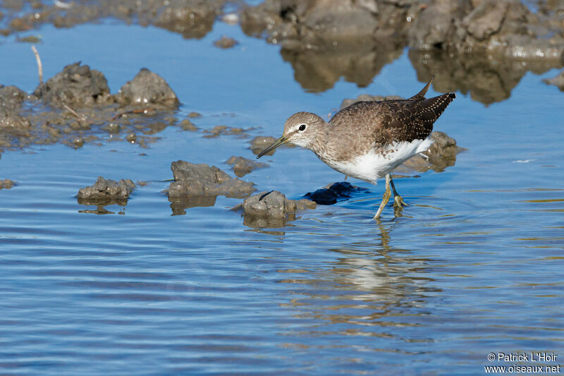 Green Sandpiper