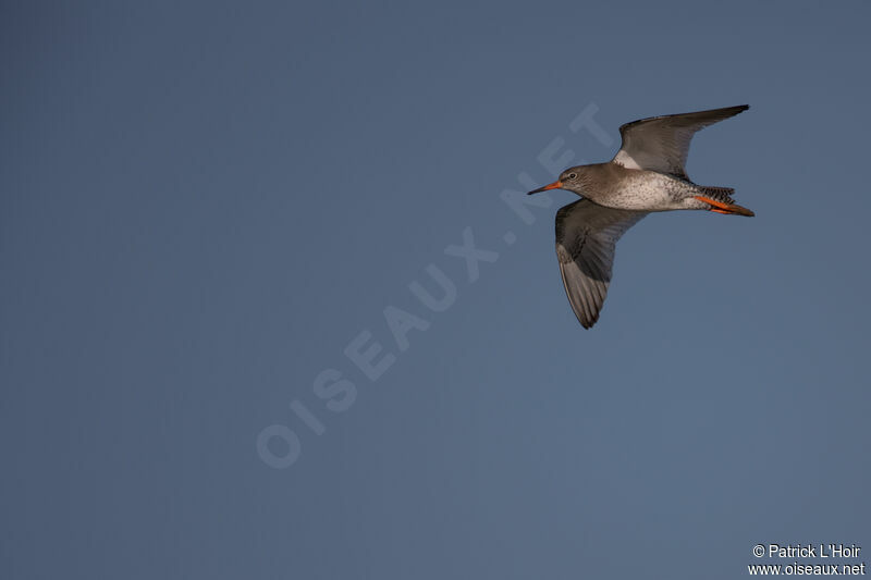 Common Redshankadult post breeding