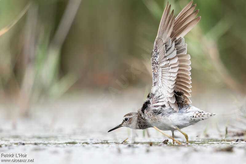 Wood Sandpiperadult, moulting