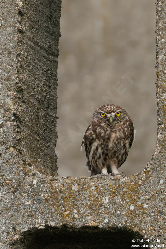 Little Owl