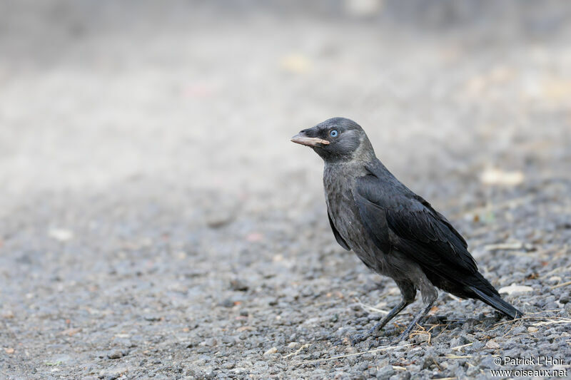 Western Jackdawjuvenile