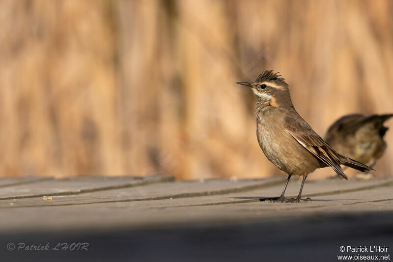 Buff-winged Cinclodes