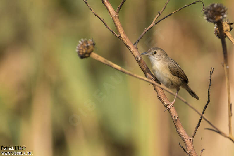 Short-winged Cisticolaadult, identification