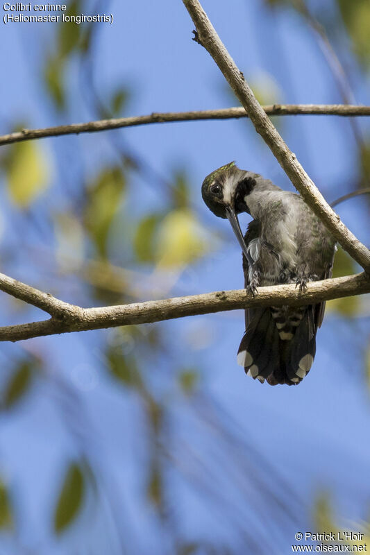 Colibri corinne