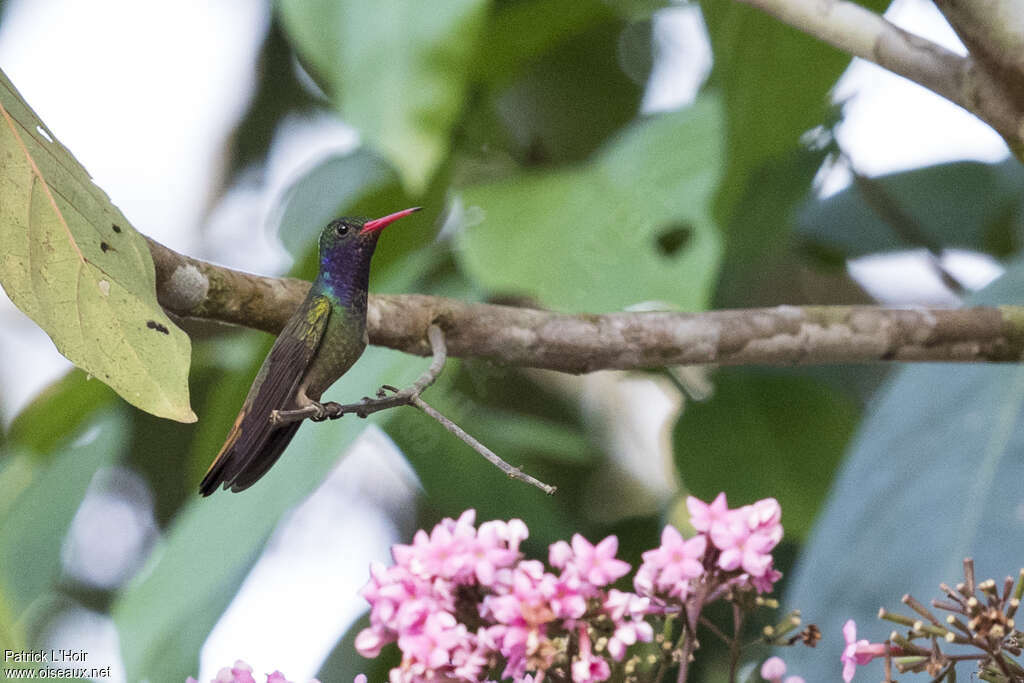 Colibri d'Élicia