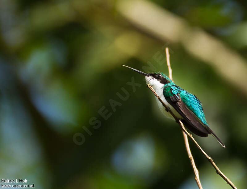 Colibri féériqueadulte